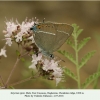 satyrium spini male chonkatau